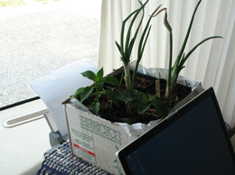 Plants in Motorhome