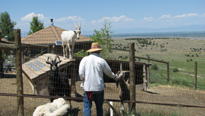 Bill and Goats