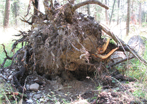 Tree Uprooted
