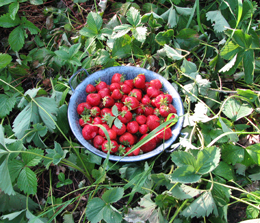 Bowl of Berries